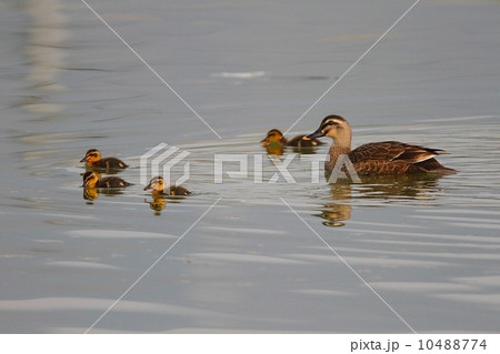カルガモの親子（Spotbill Duck） 10488774