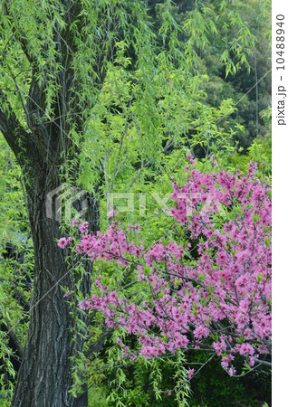 キクモモと枝垂れ柳 10488940