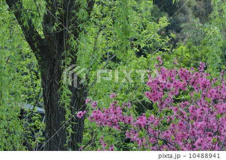 キクモモと枝垂れ柳 10488941