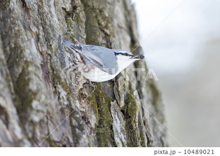 ゴジュウカラ ゴジュウカラ 10489021