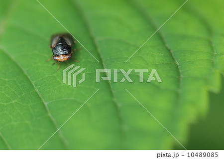 生き物 昆虫 オオメナガカメムシ、カメムシにしては珍しく益虫です別名『オオメカメムシ』 生き物 昆虫 オオメナガカメムシ、カメムシにしては珍しく益虫です別名『オオメカメムシ』 10489085