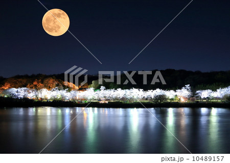 夜桜 10489157