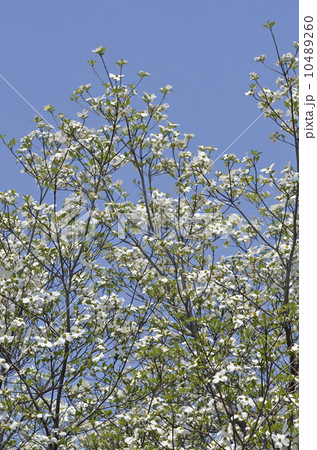 ハナミズキ(花水木) ハナミズキ(花水木) 10489260