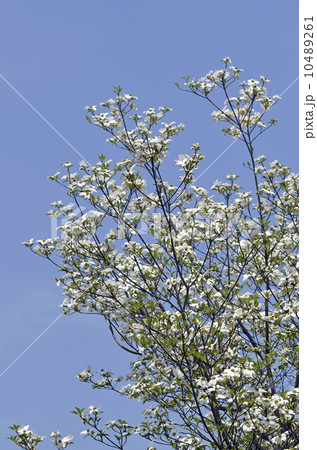 ハナミズキ(花水木) ハナミズキ(花水木) 10489261