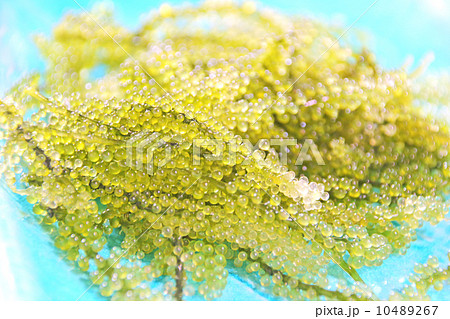 海ブドウ 海ぶどう 海藻 クビレズタ グリーンキャビア 食材 食べ物 うみぶどう ウミブドウ の写真素材