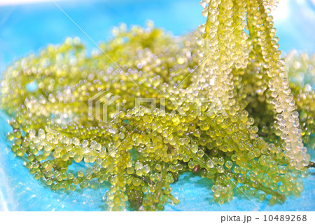 海ブドウ 海ぶどう 海藻 クビレズタ グリーンキャビア 食材 食べ物 うみぶどう ウミブドウ の写真素材