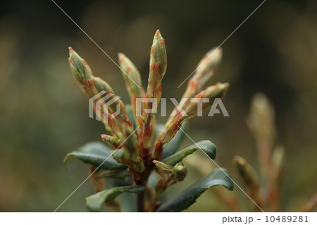 自然 植物 若芽なのに緑色でないので姥目樫(ウバメガシ)だそうです 自然 植物 若芽なのに緑色でないので姥目樫(ウバメガシ)だそうです 10489281