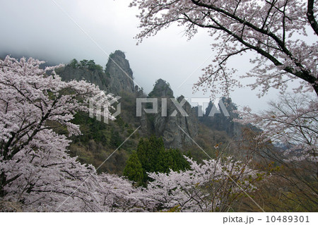 妙義山と桜 妙義山と桜 10489301