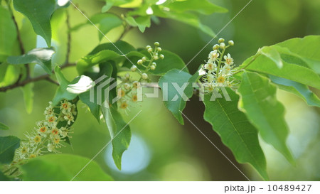 自然 植物 花は小さいですがきれいです、イヌザクラ 自然 植物 花は小さいですがきれいです、イヌザクラ 10489427