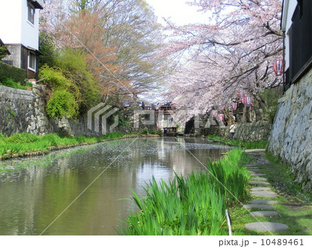 専門ショップ 近江八幡・八幡堀の桜の写真素材 [10489461] - PIXTA 絵画