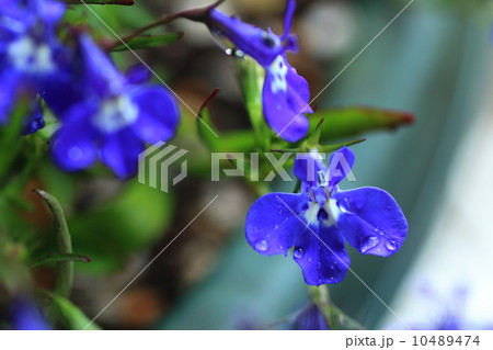 ロベリア 10489474