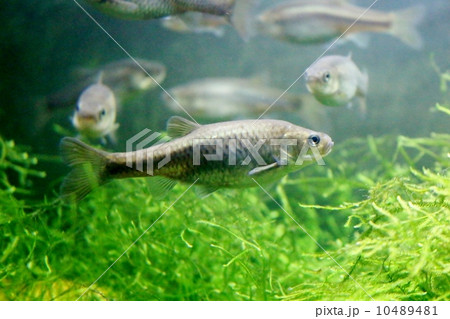 ヒナモロコ 10489481