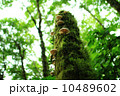 レッドウッド国立公園　06　朽ちたレッドウッドの木に生えた野生のキノコ　カリフォルニア 10489602