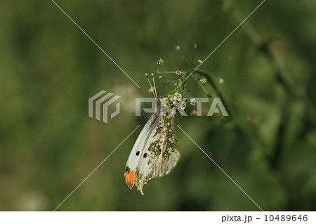生き物 昆虫 ナズナに止まるツマキチョウ(オス) 生き物 昆虫 ナズナに止まるツマキチョウ(オス) 10489646