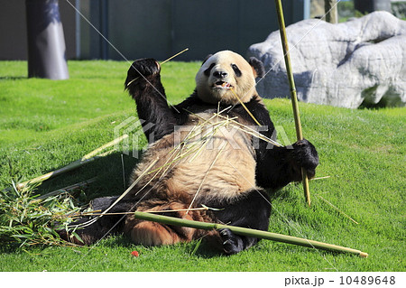 和歌山アドベンチャーワールドのパンダ 和歌山アドベンチャーワールドのパンダ 10489648