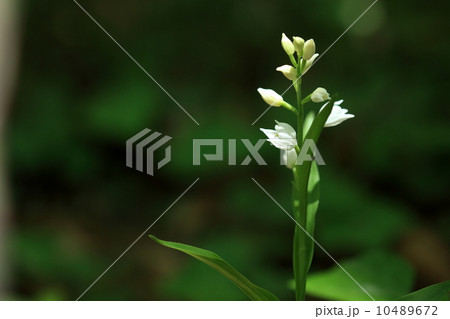 自然　植物　ギンランの花① 10489672