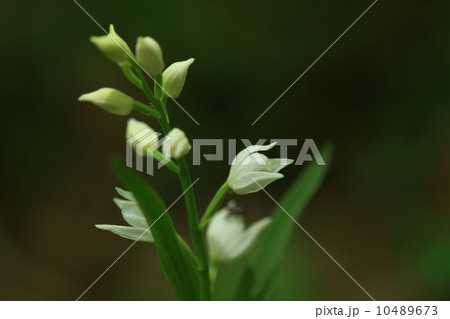 自然 植物 ギンランの花② 自然 植物 ギンランの花② 10489673