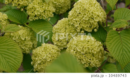 スノーボール 10489743