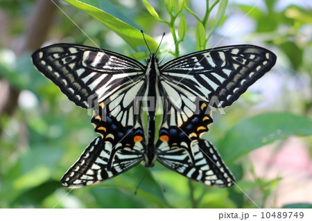 アゲハチョウ 10489749