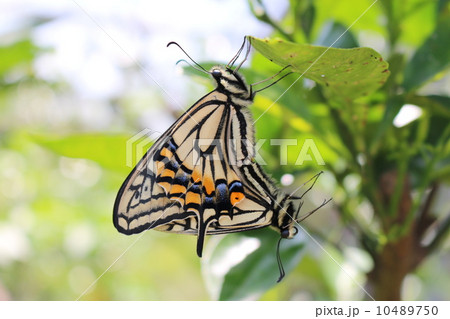 アゲハチョウ 10489750