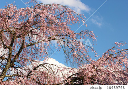 麻績の里 舞台桜 10489768