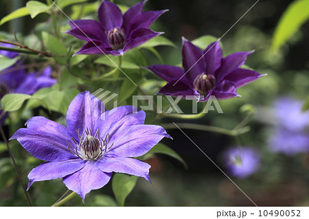 テッセン 10490052