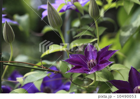 テッセン 10490053