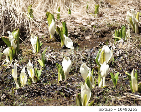 水芭蕉 水芭蕉 10490265