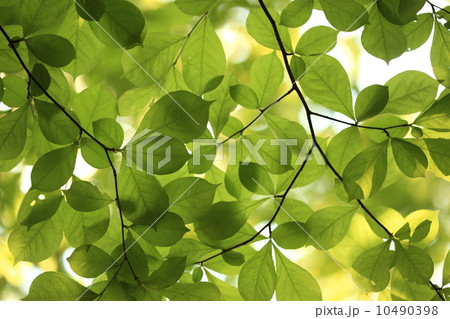 自然　植物　若葉と木漏れ日① 10490398