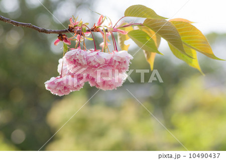 牡丹桜 牡丹桜 10490437