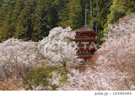 長谷寺　五重塔と桜（本堂から　横位置） 10490484