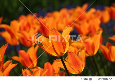 チューリップ畑 10490672