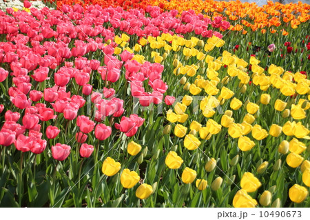 チューリップ畑 チューリップ畑 10490673