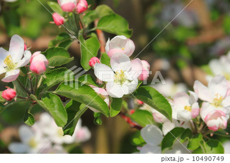 林檎の花 林檎の花 10490749
