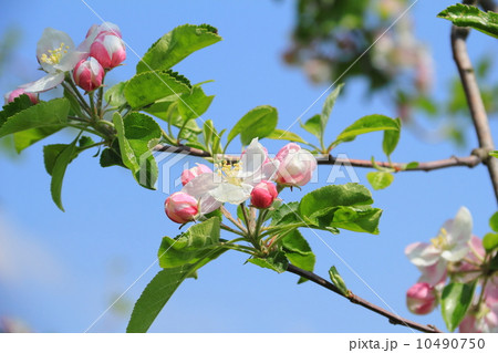 林檎の花 林檎の花 10490750
