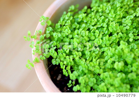 ベビーリーフ 10490779