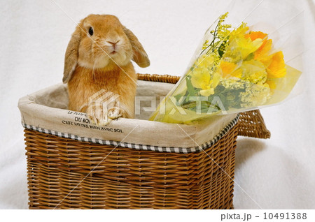 ロップ(5) 10491388