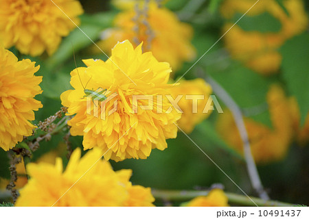 八重山吹の花の中で休むヤブキリの幼虫 八重山吹の花の中で休むヤブキリの幼虫 10491437