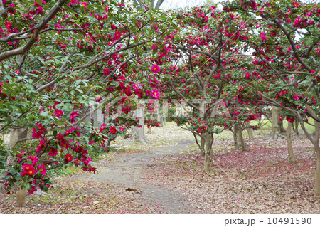 サザンカの花が咲く小道 10491590