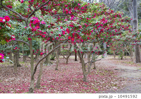 サザンカの花が咲く小道 10491592