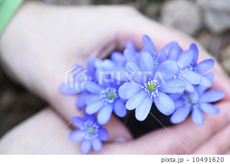 blue flowers blue flowers 10491620