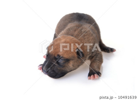 Cute  puppy 10491639