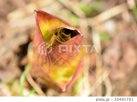 野草の芽吹き 野草の芽吹き 10491781