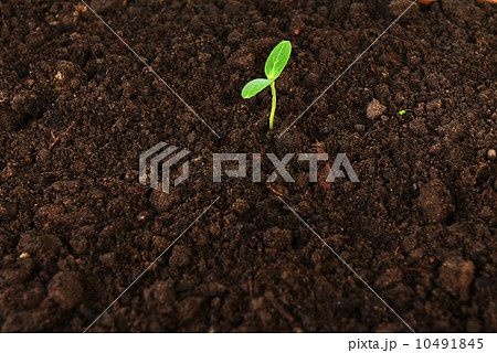 green cucumber seedling 10491845