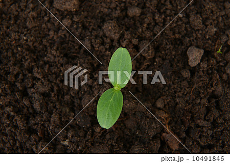 green cucumber seedling 10491846