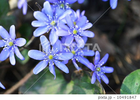 blue flowers 10491847