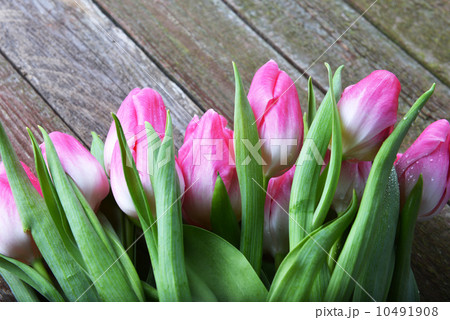 pink tulips 10491908