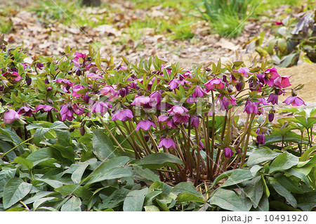 クリスマスローズ クリスマスローズ 10491920