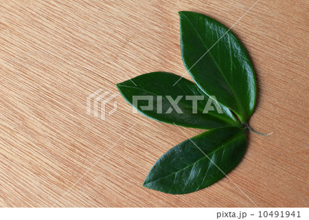 green leaves 10491941