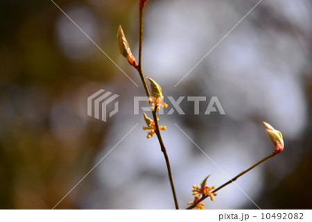 檀香梅の花と新芽 10492082